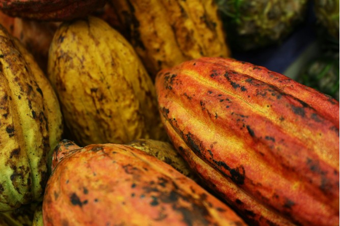 Les Différentes Variétés de Cacao : Quelle Saveur pour Quelle Origine ?